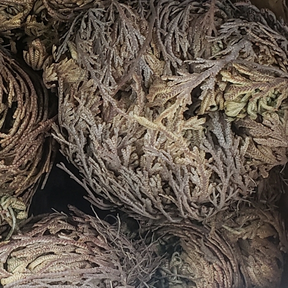 Rose Of Jericho - Picture 4 of 8